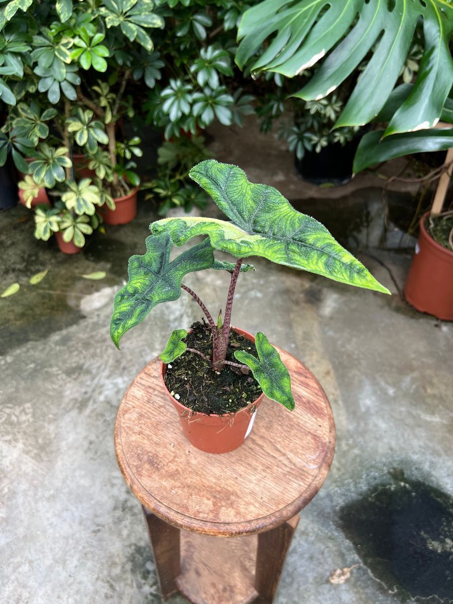 Alocasia #019 - Jacklyn variegata