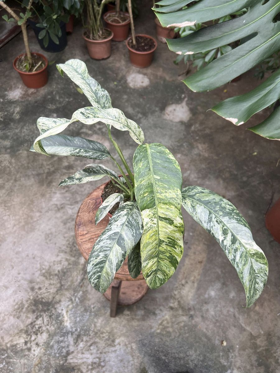 Rhaphidophora #020 - Puberula Variegata