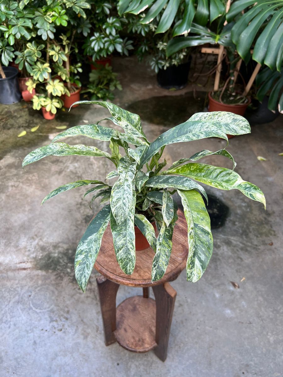 Rhaphidophora #020 - Puberula Variegata