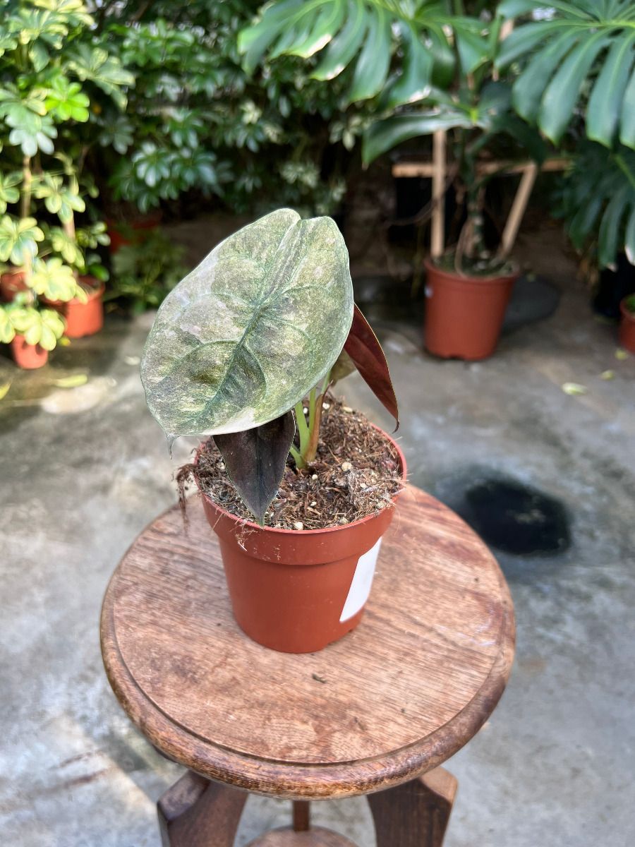 Alocasia #021 - Red Secret Variegata