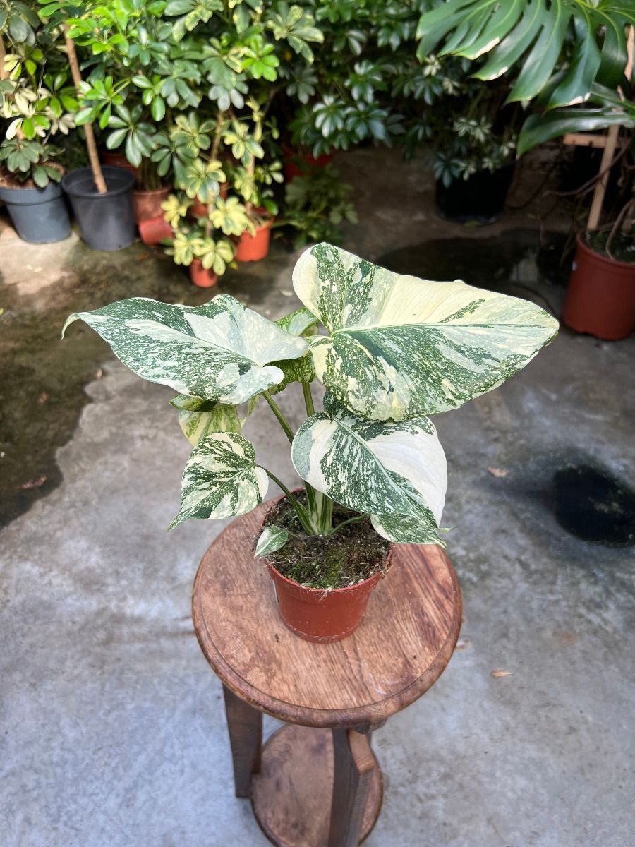 Monstera #022 - Thai Constallation Crème Brûlée