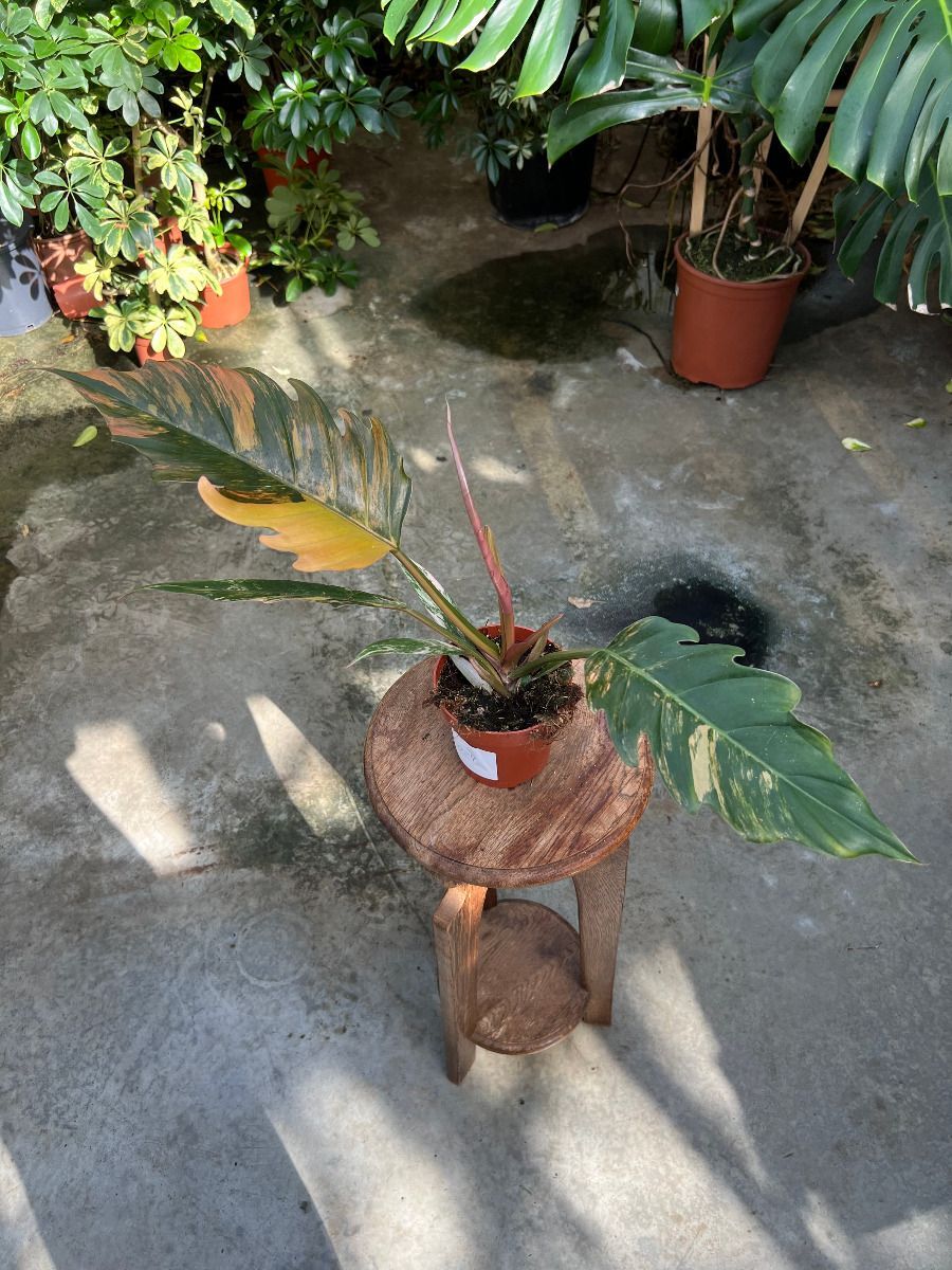 Philodendron #024 - Caramel Marble (M)