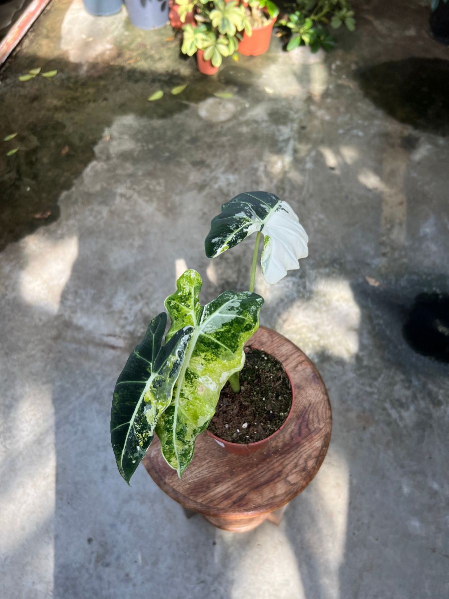 Alocasia #025 - Frydek variegata