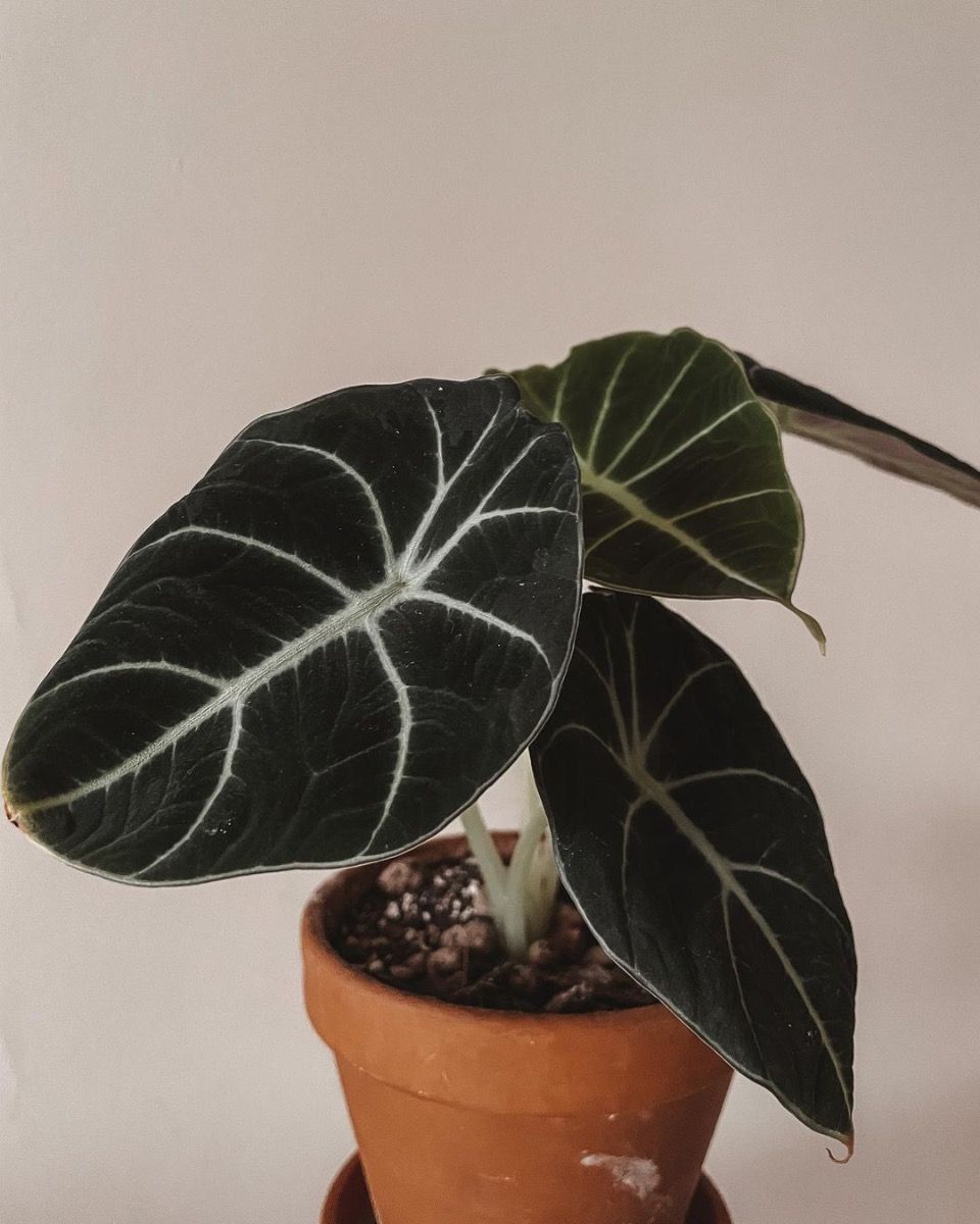 Bébé Alocasia Oreille d'éléphant Black Velvet