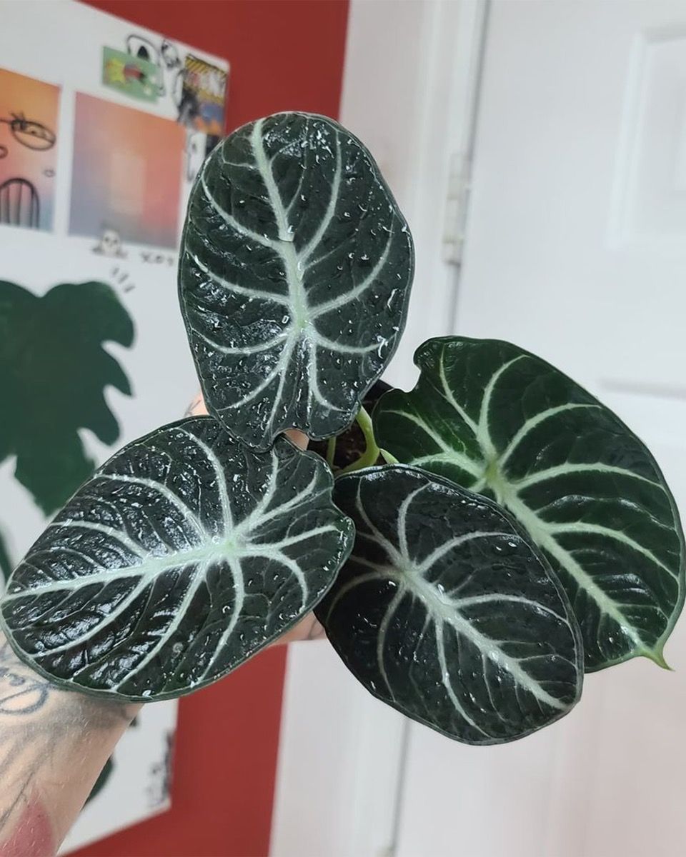Bébé Alocasia Oreille d'éléphant Ninja