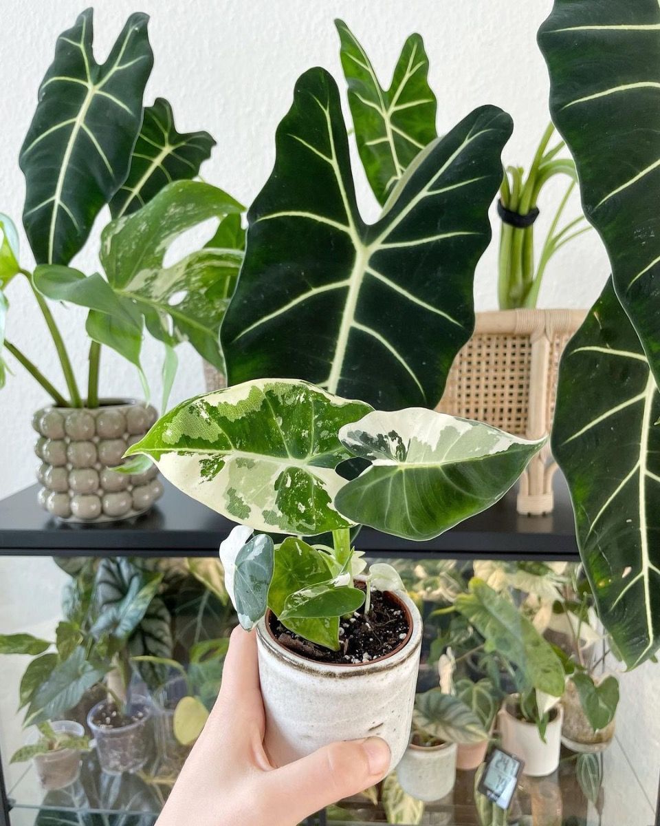 Baby Alocasia Olifantsoor Frydek Variegata