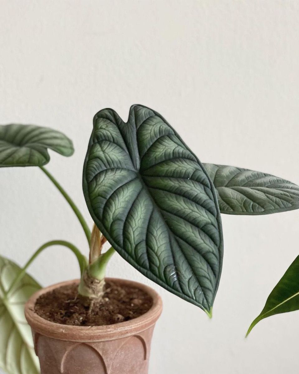 Baby Alocasia Elefantenohr Dragon Scale
