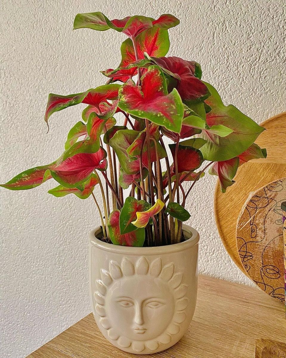 Baby Caladium Caladio Caladium Tuber - Red Flash