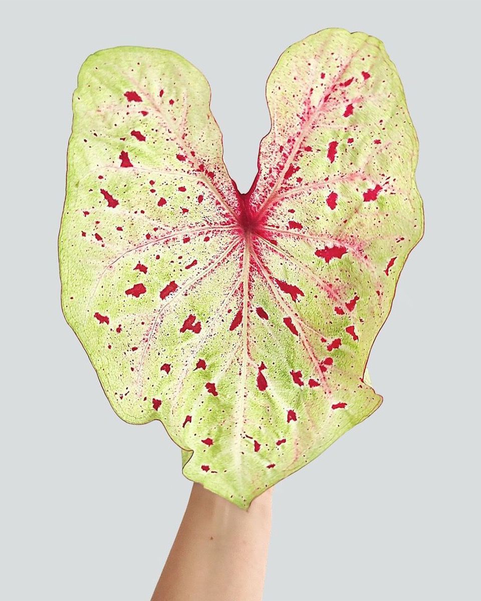 Baby Caladium Caladium Tuber - Miss Muffet