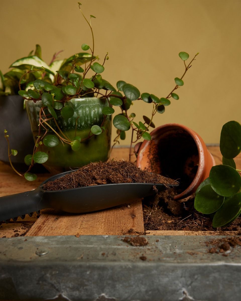 Potting scoop Black