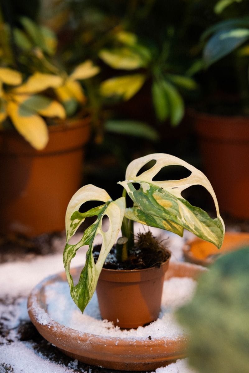 Bébé Monstera Adansonii Variegated
