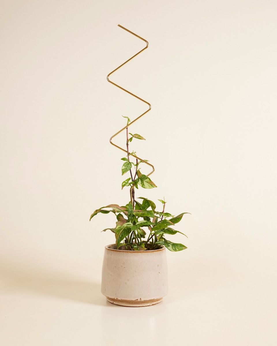 ZigZag Plantstake Brass