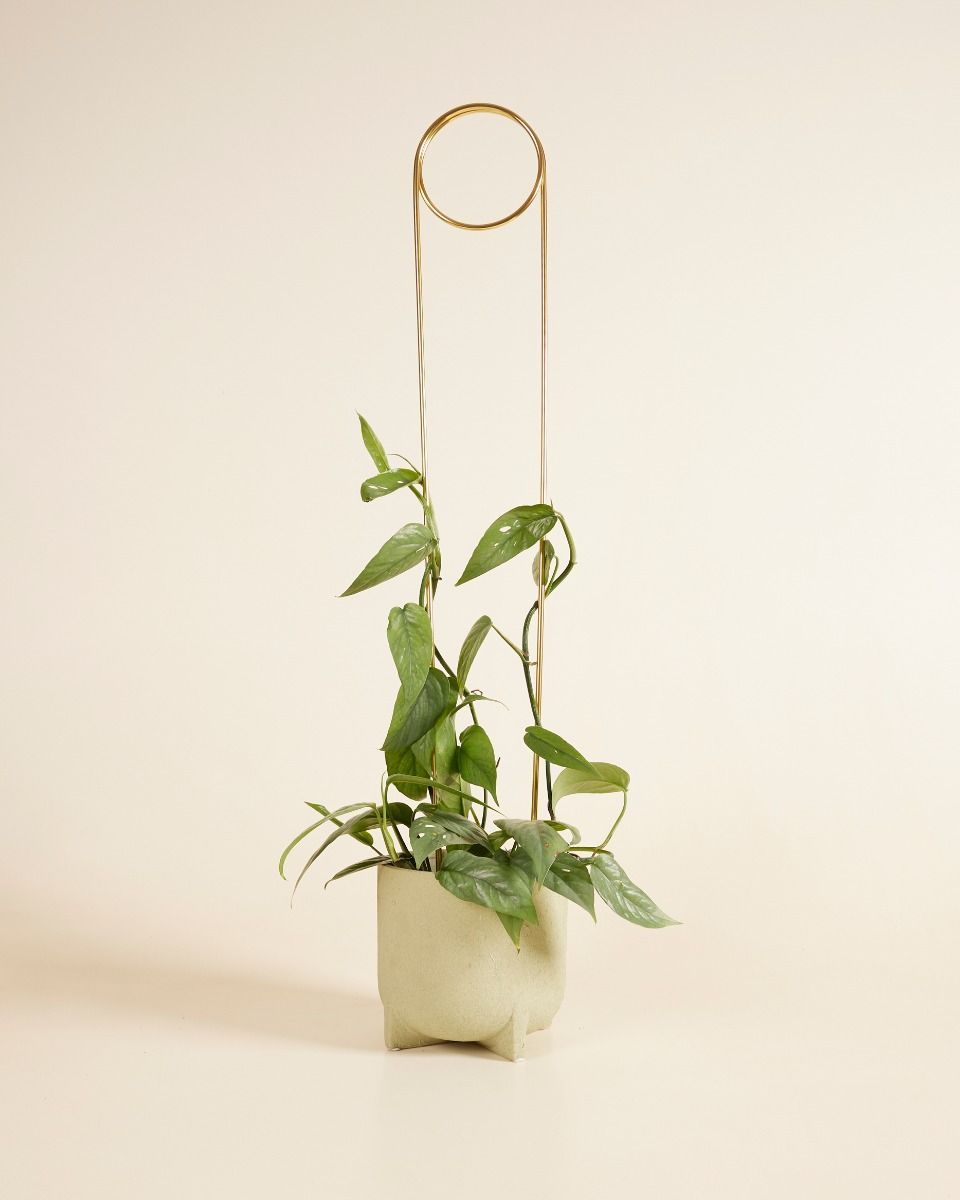 Pin Plantstake Brass