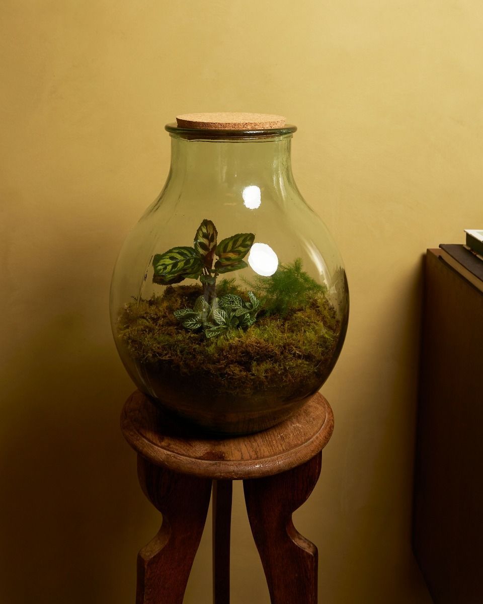 Olly Terrarium Groß Ø 29 cm