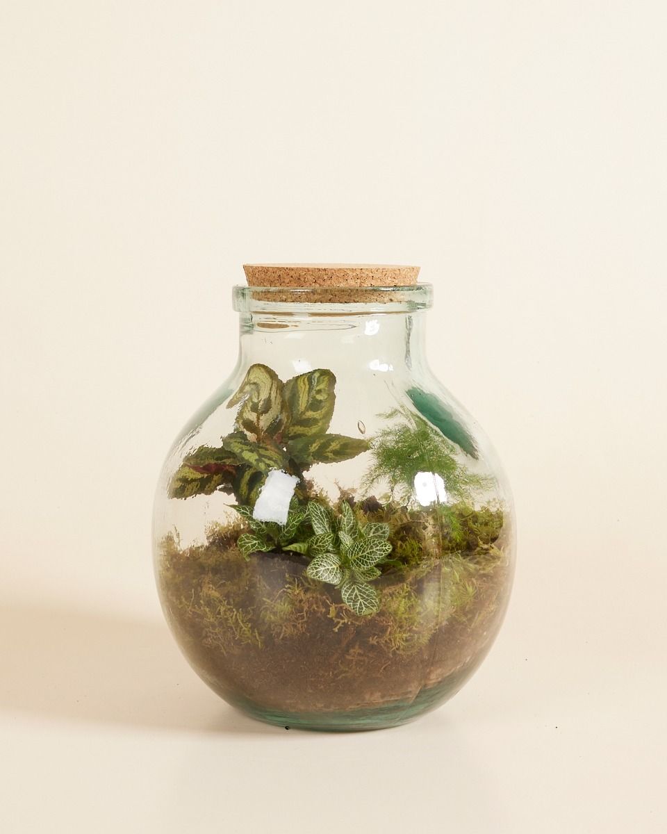 Olly Terrarium Middelgroot Ø 21 cm