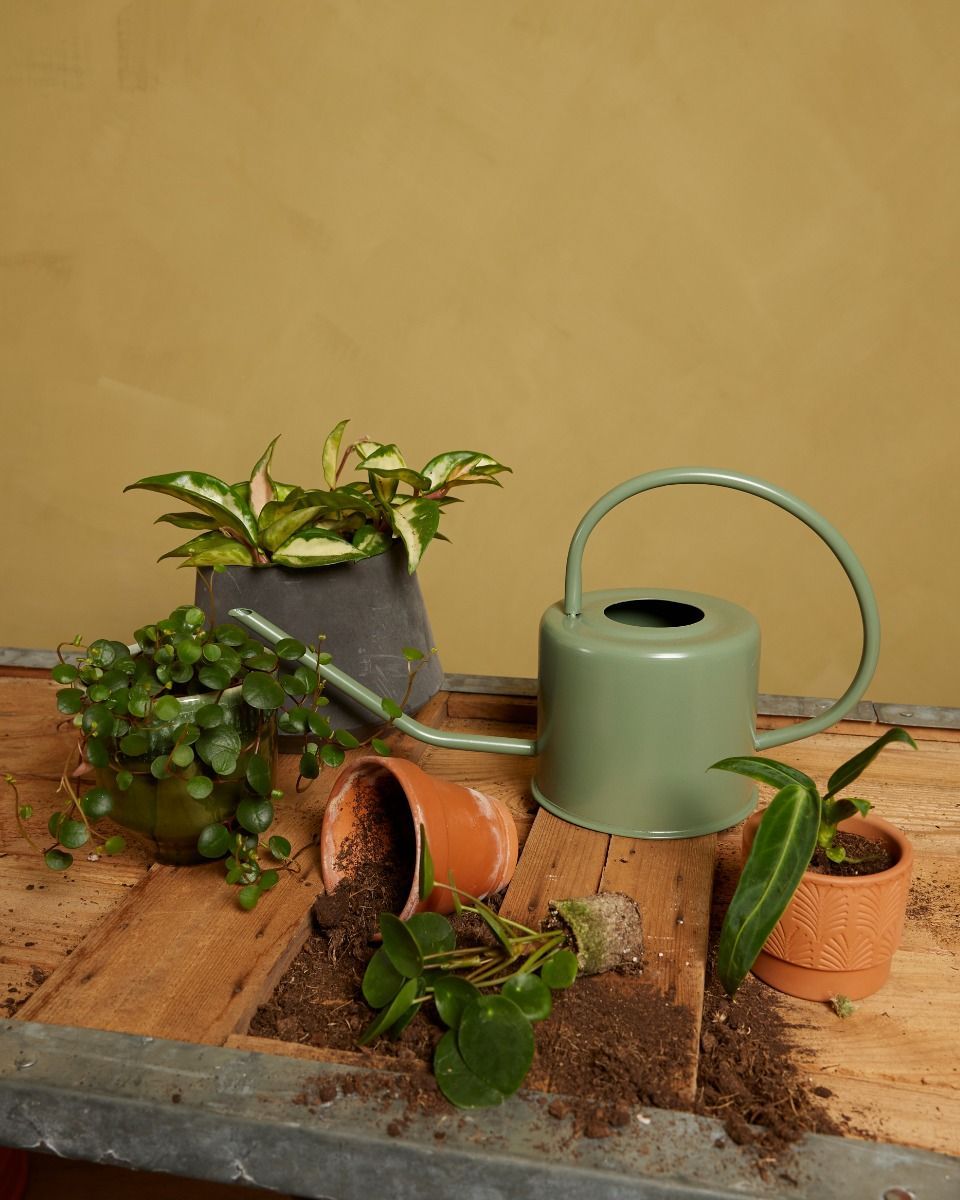 Ancho Watering Can Green 1.2 liter
