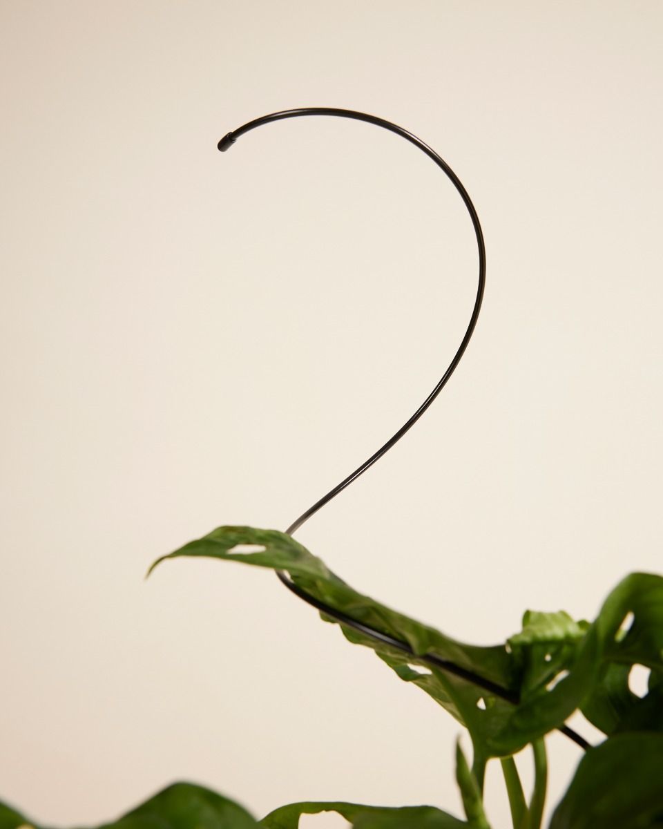 Spiral Pflanzendrahtgestell Schwarz 47 cm