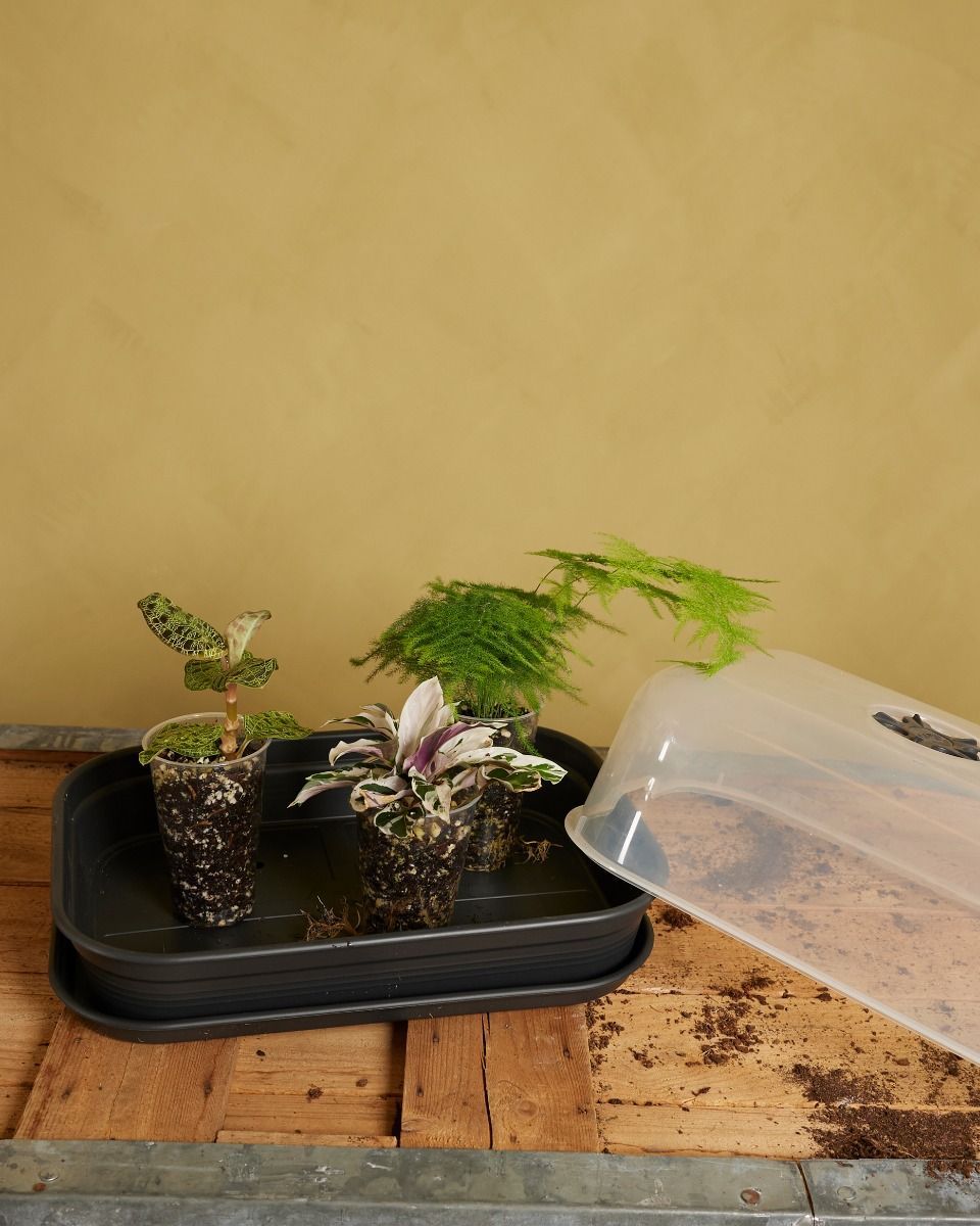 Elho Hagrid Grow Tray Productset