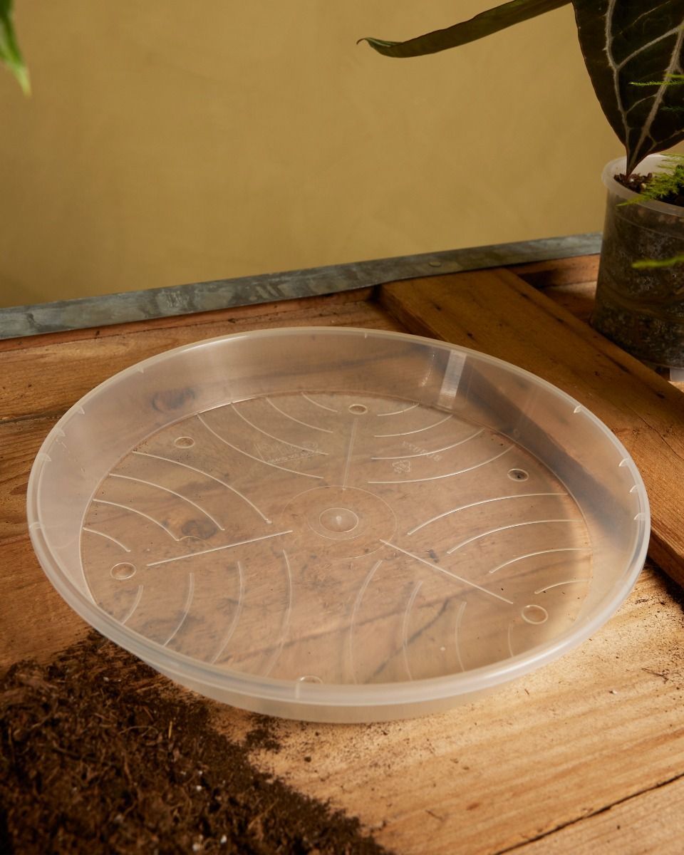 Plantes Soucoupe Transparent Ø 27 cm