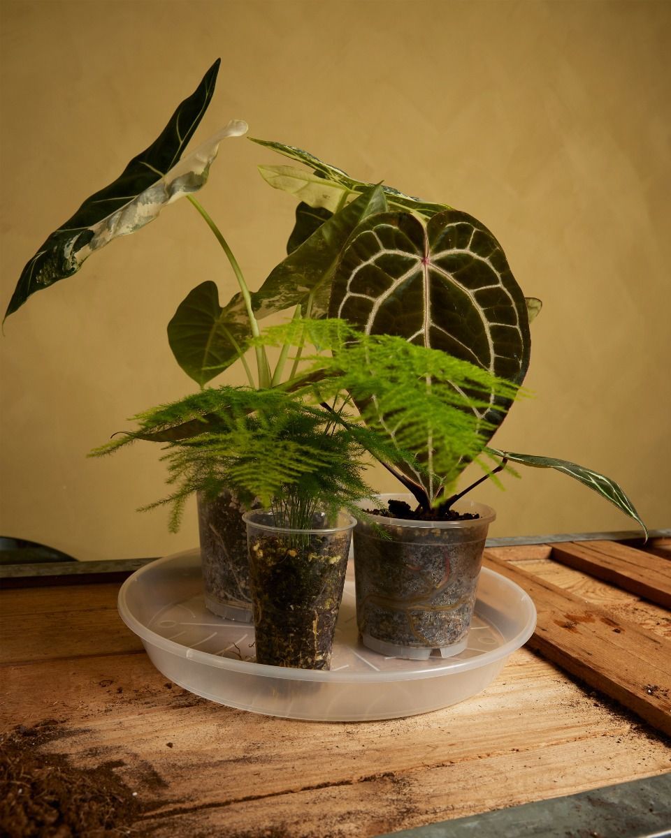 Plant Saucer Transparent Ø 34 cm