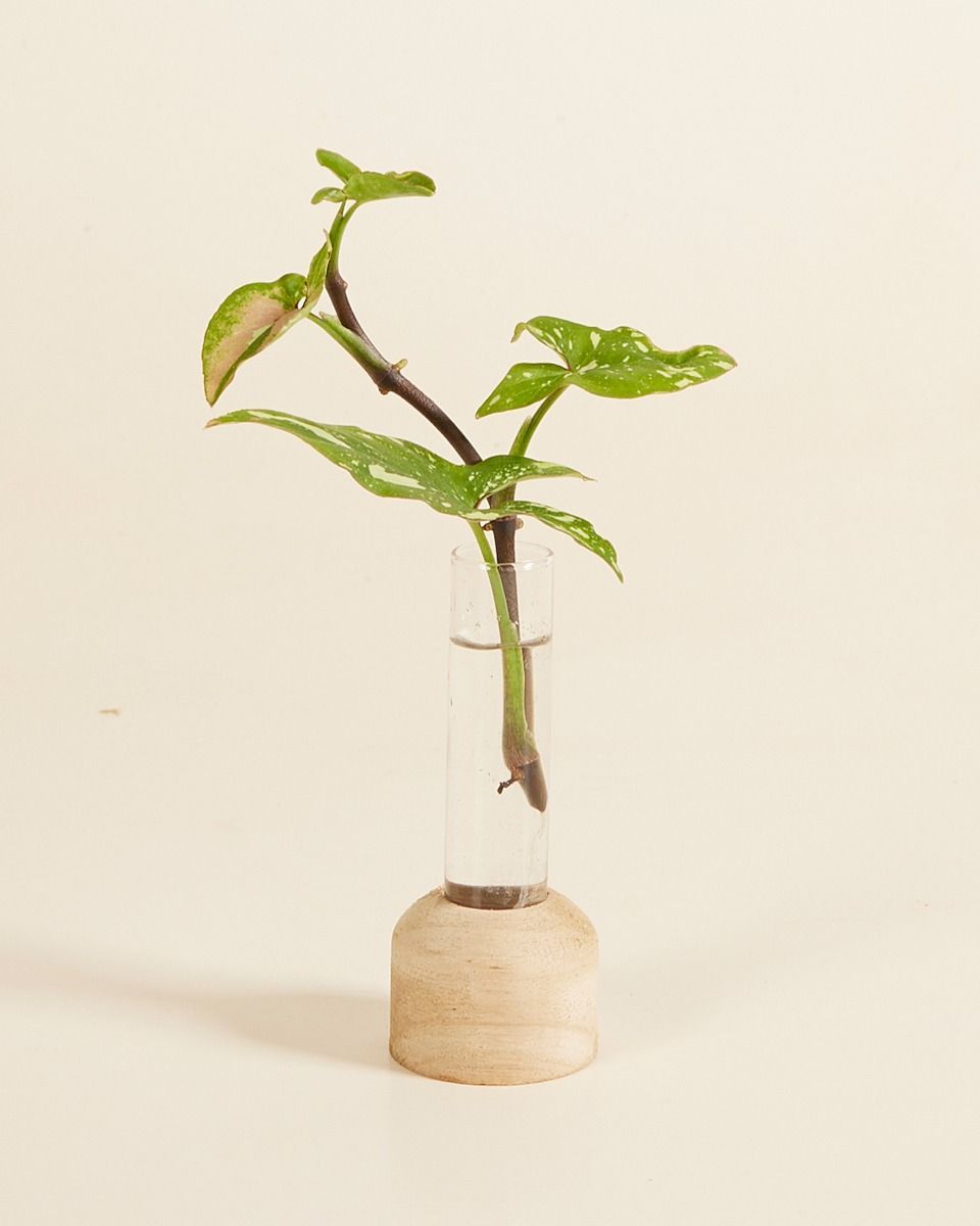 Kweekkoker Houten Voet