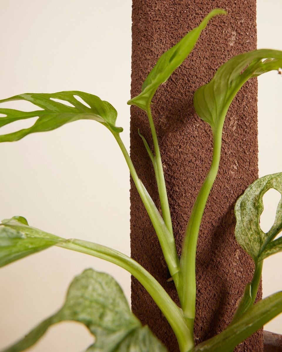Kratiste Biologisch Afbreekbare Klimplank 50 cm lang, 8 cm breed