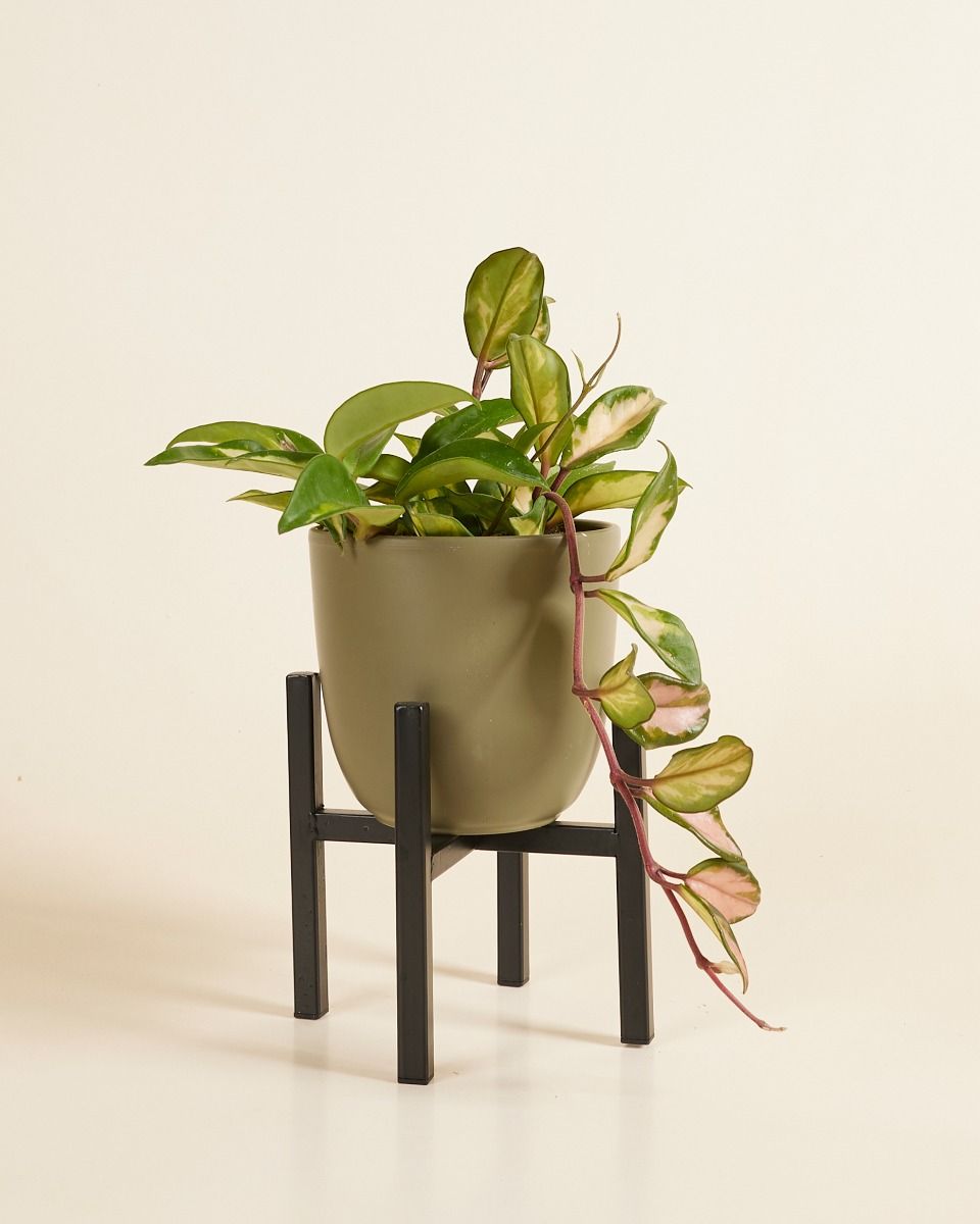 Paula Pot Stand  Black 16 cm