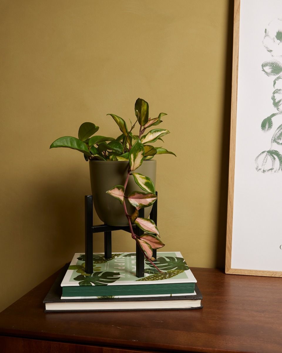 Paula Pot Stand  Black 16 cm