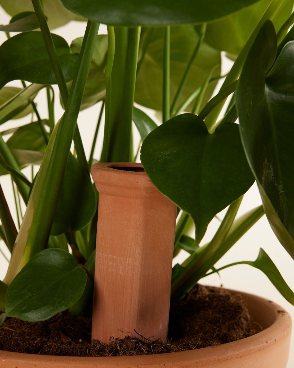 Goutte d'eau en terre cuite Irrigateur de plantes