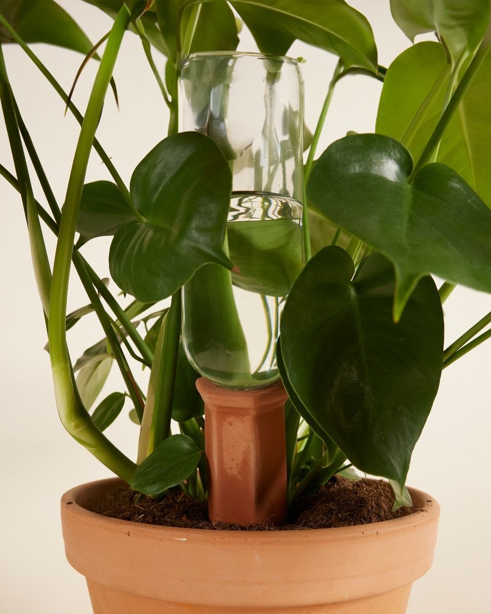 Goutte d'eau en terre cuite Irrigateur de plantes