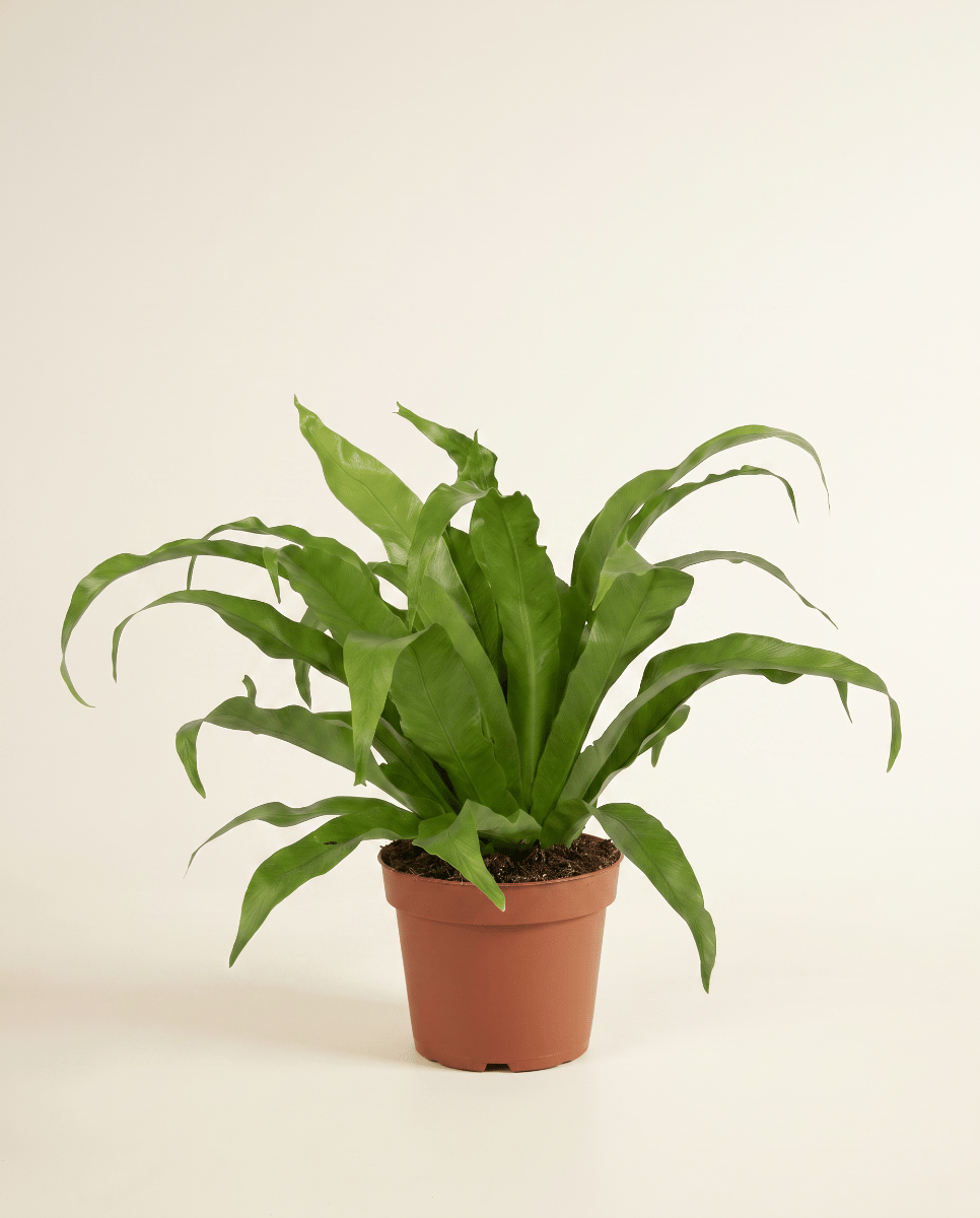 Asplenium Bird's nest fern Antiquum