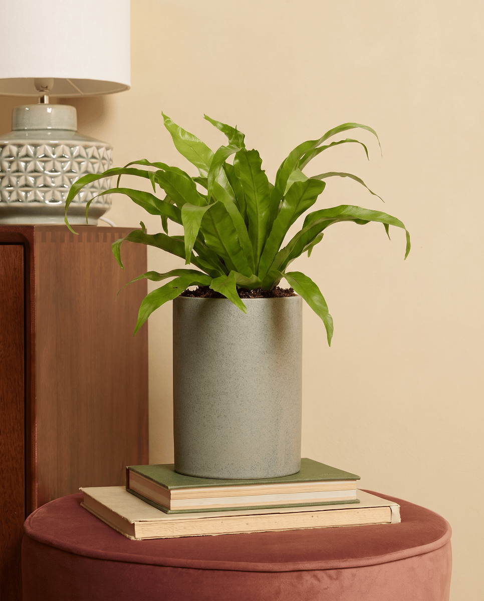 Asplenium Bird's nest fern Antiquum