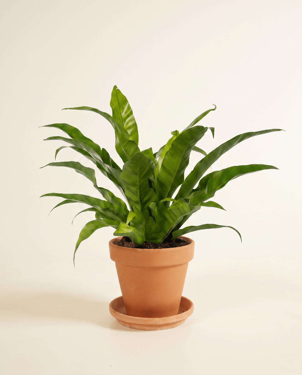 Asplenium Bird's nest fern Antiquum