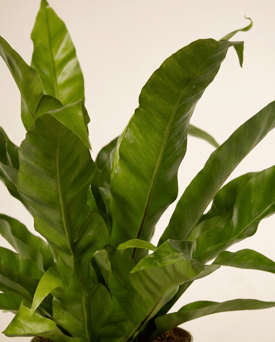 Asplenium Bird's nest fern Antiquum