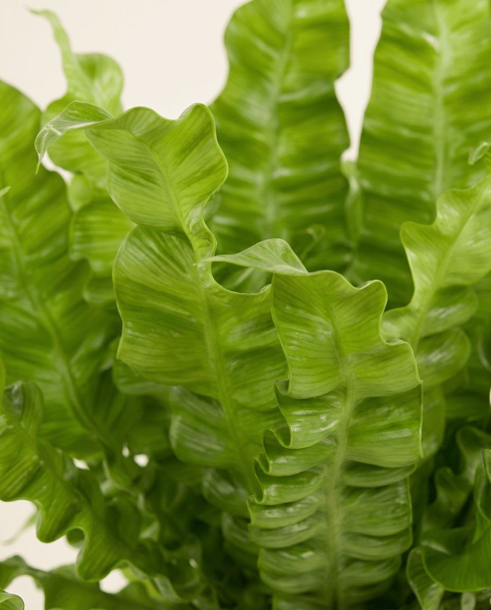 Asplenium Fougère nid d'oiseau Nidus Crispy Wave