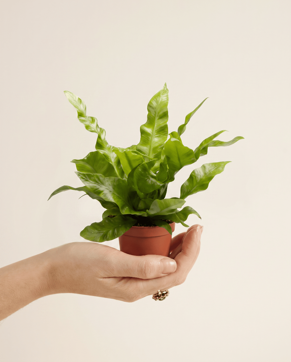 Baby Asplenium Bird's nest fern Nidus Crispy Wave