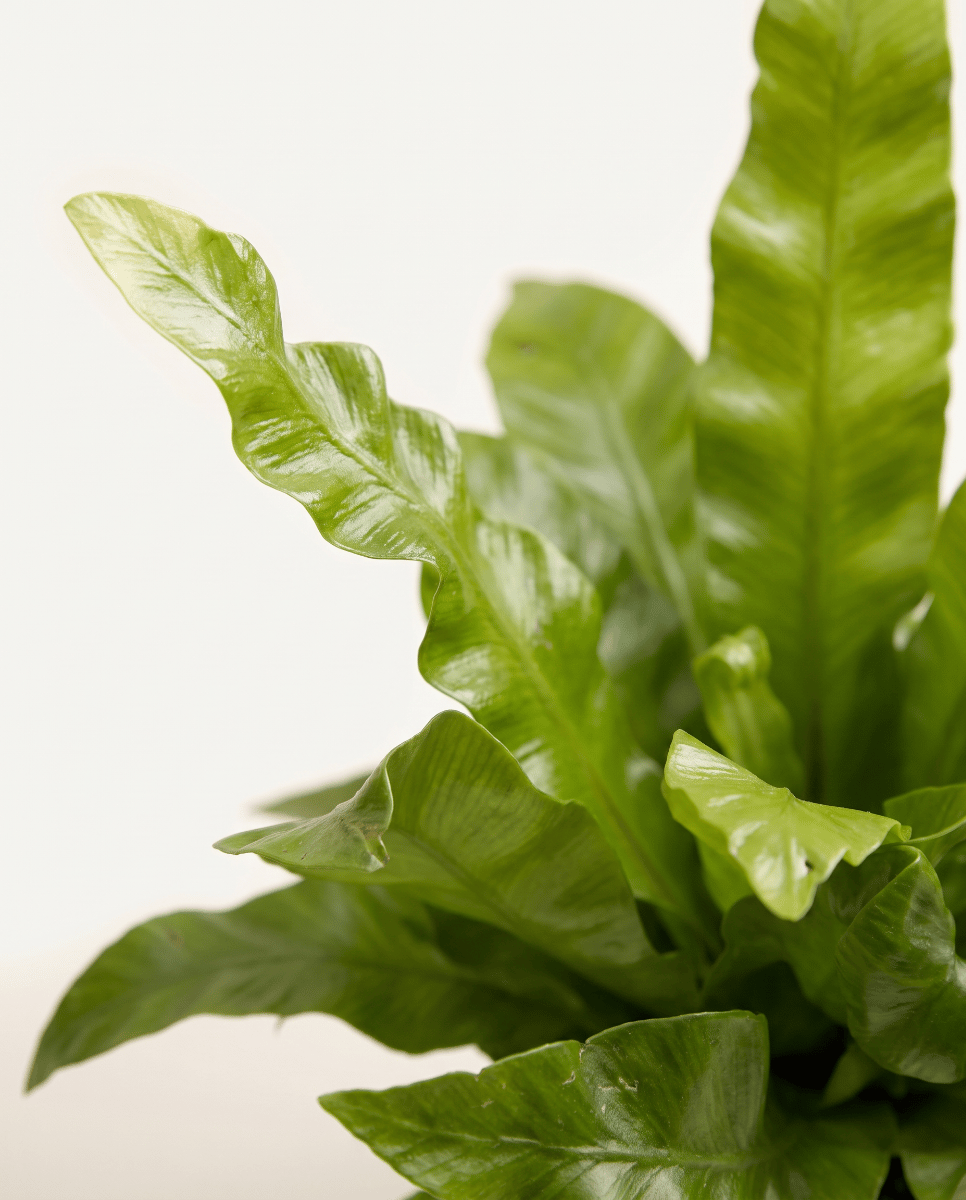 Bébé Asplenium Fougère nid d'oiseau Nidus Crispy Wave