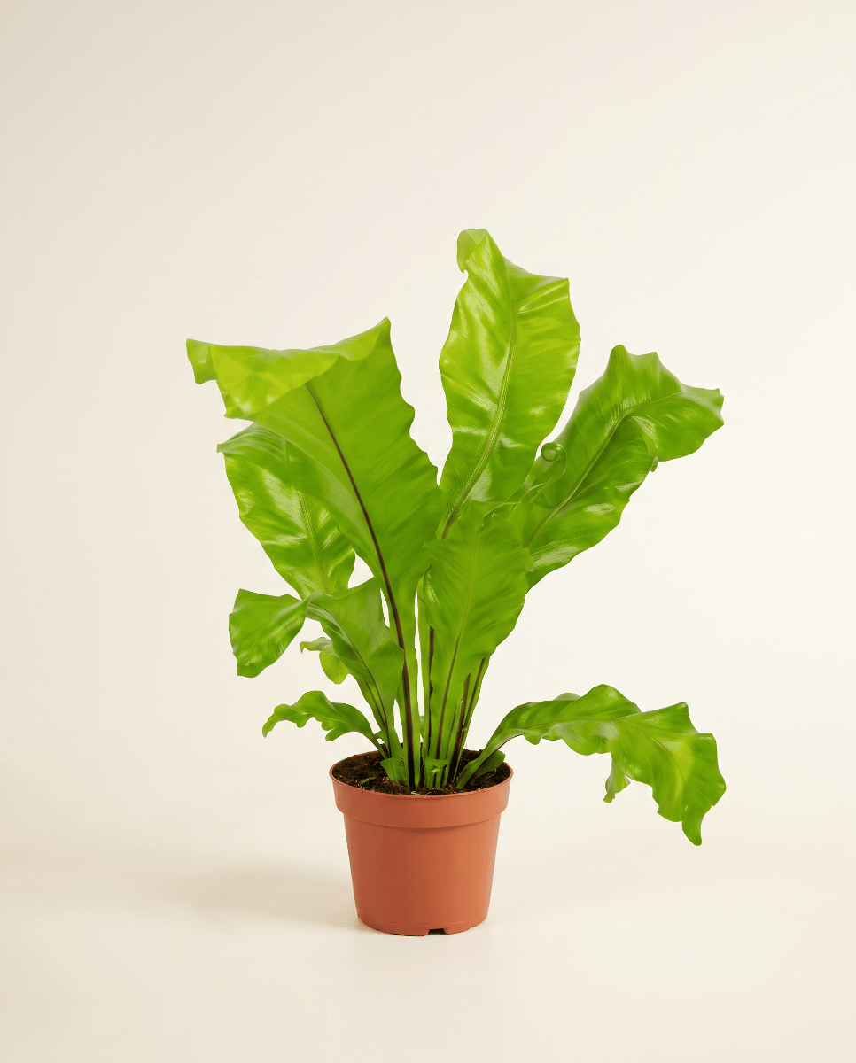 Asplenium Nestvaren Nidus