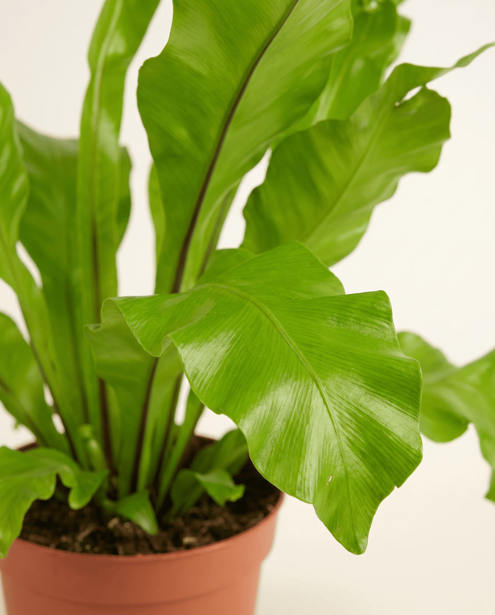 Asplenium Bird's nest fern Nidus