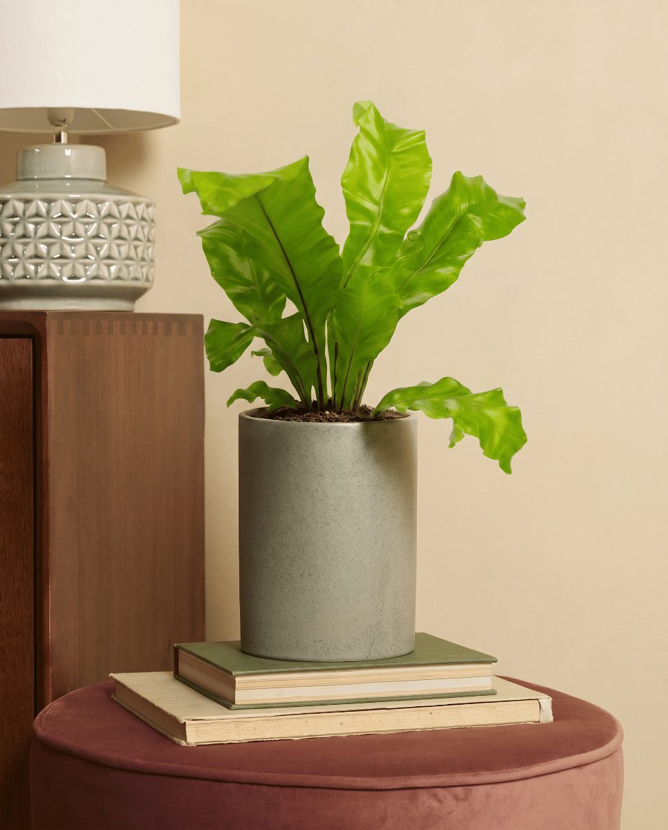 Asplenium Bird's nest fern Nidus
