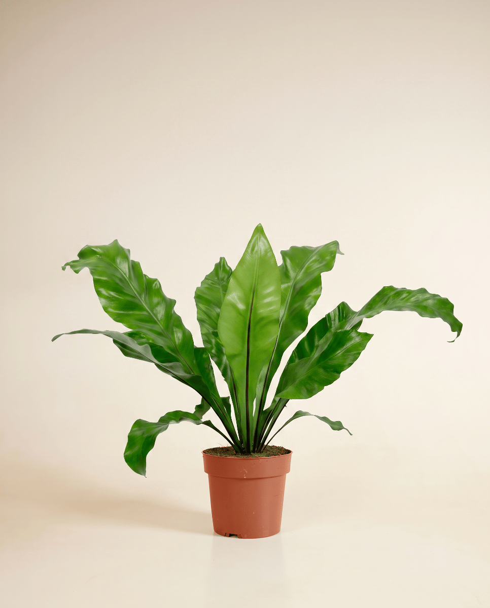 Asplenium Nestfarn Nidus
