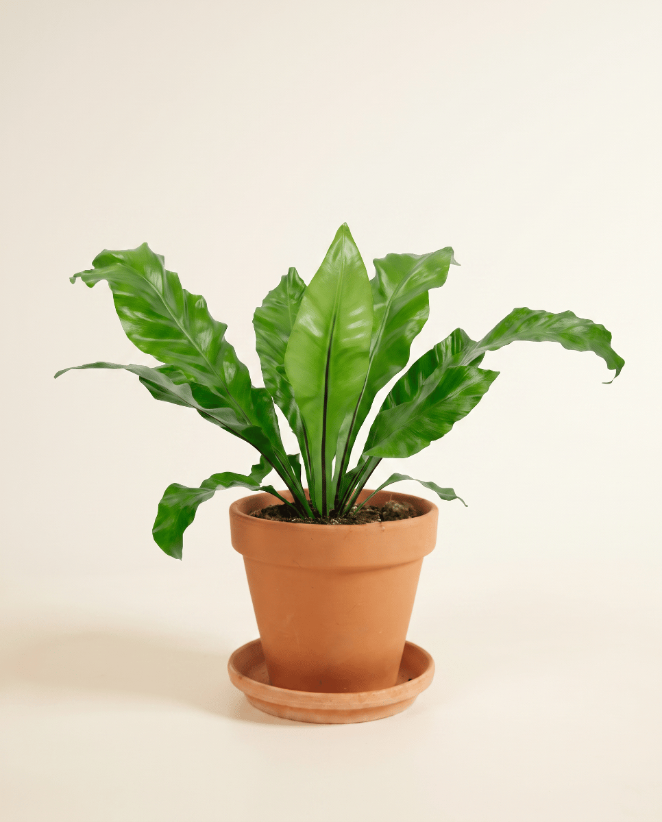 Asplenium Nestfarn Nidus