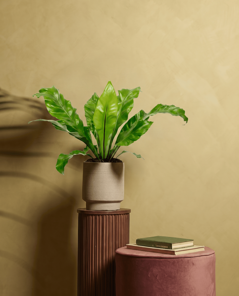 Asplenium Nestfarn Nidus