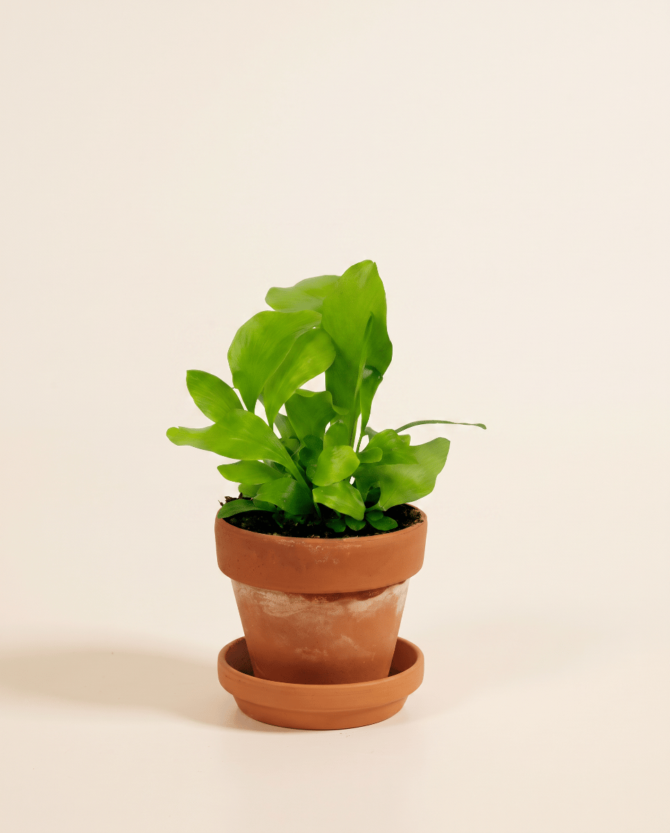 Baby Asplenium Nestfarn Nidus