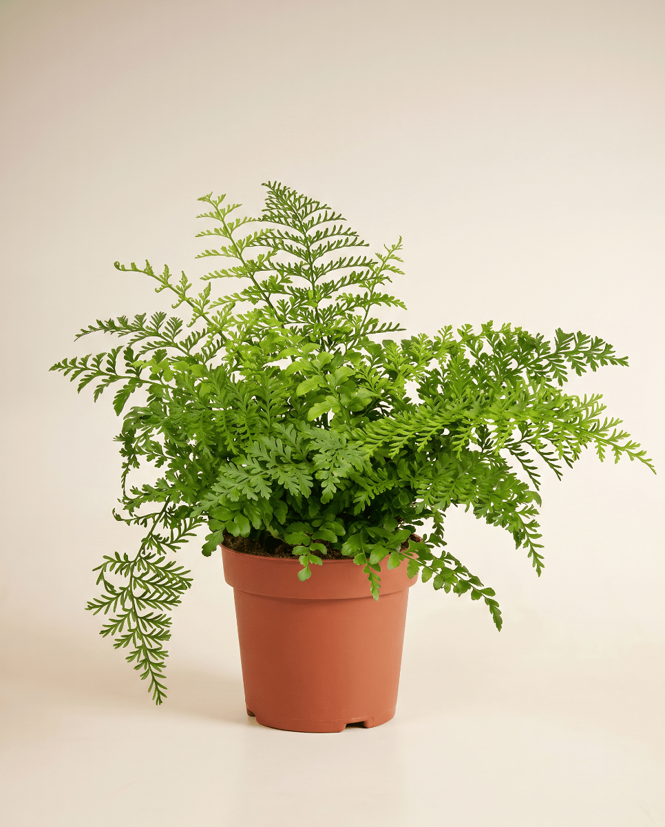 Asplenium Nestfarn Parvati