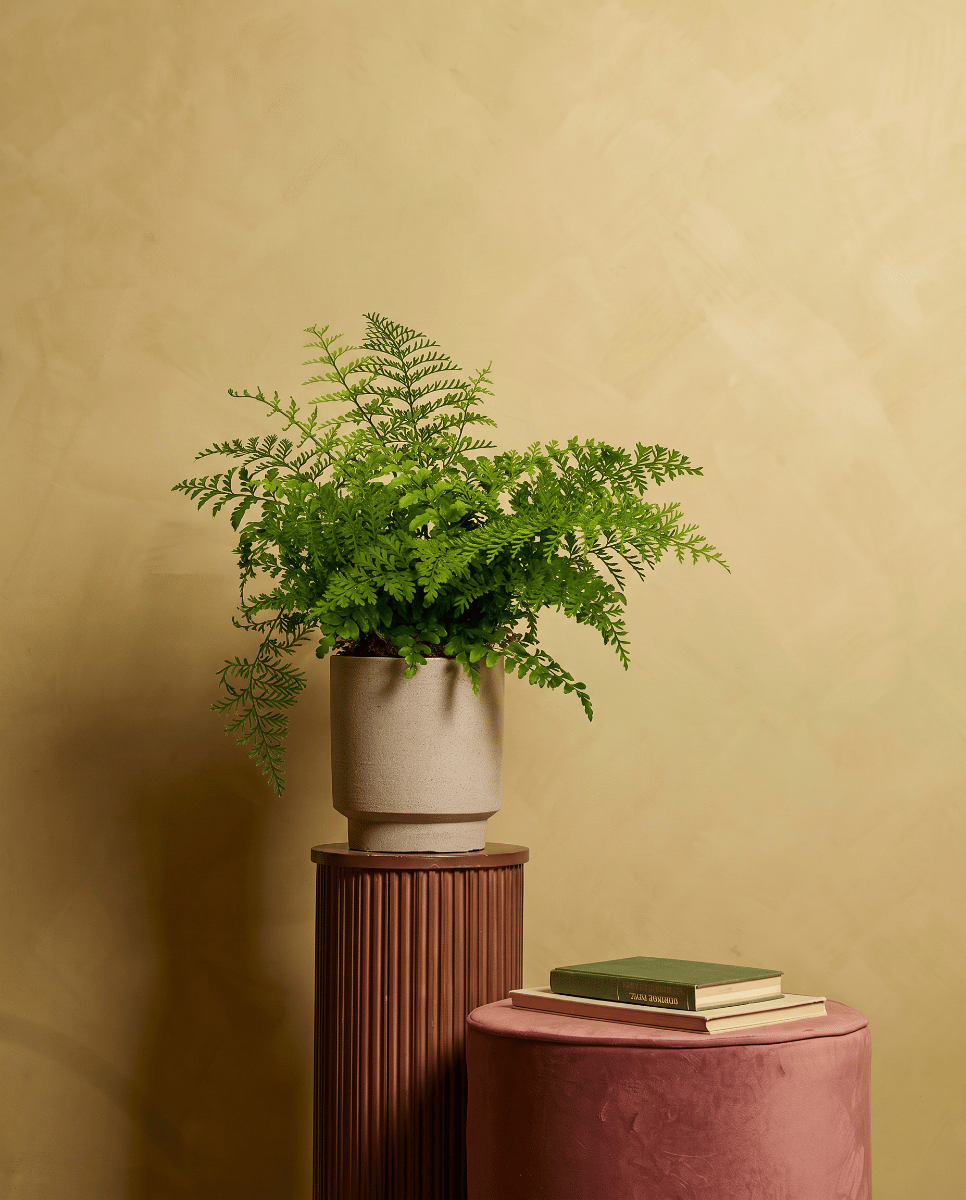 Asplenium Nestfarn Parvati