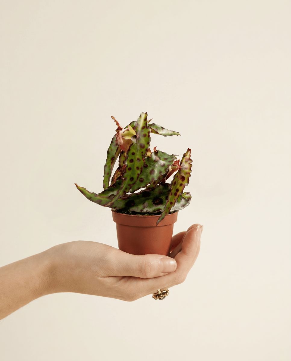 Baby Begonia Begonia a pois Amphioxus