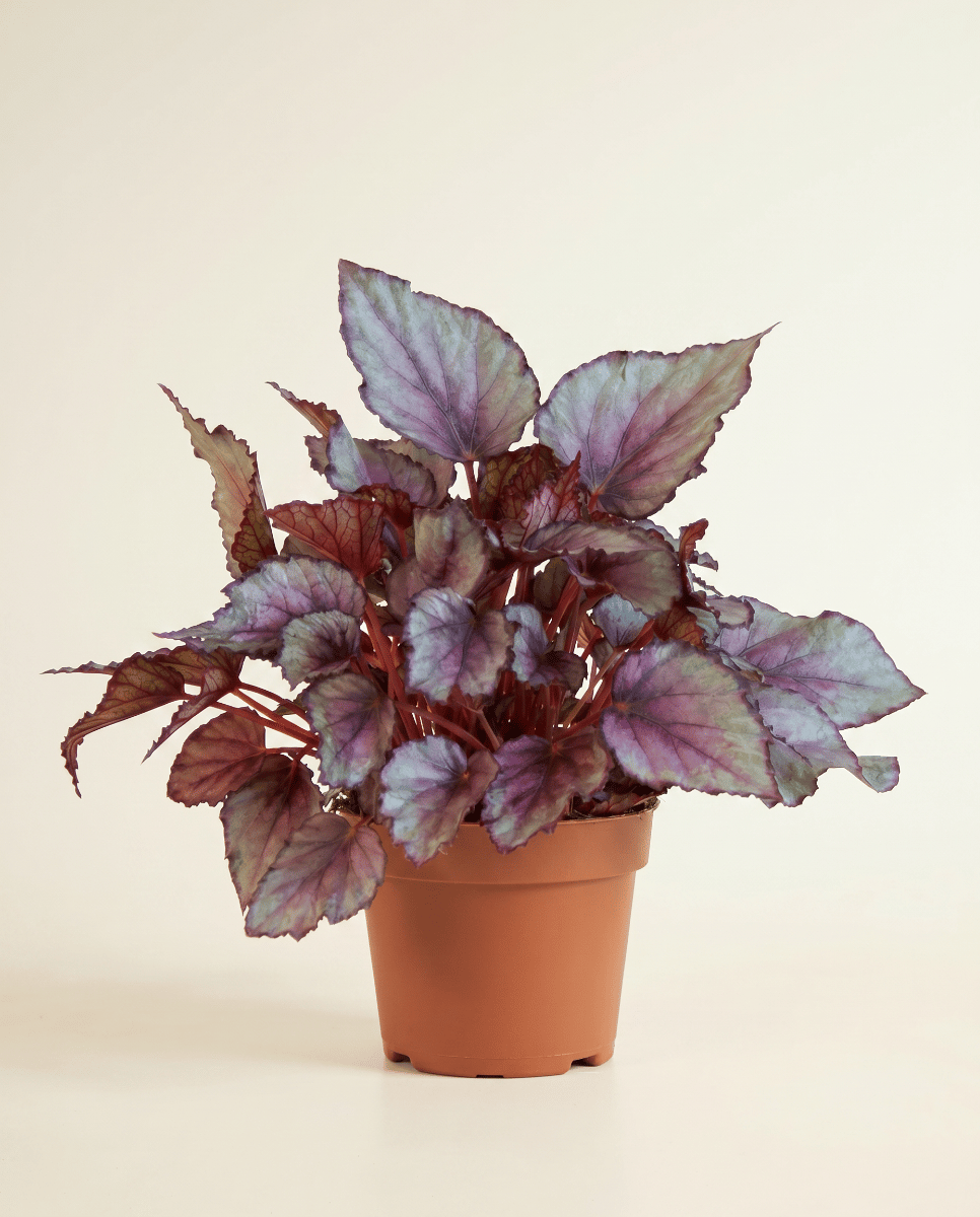 Begonia Polka Dot Maori Haze
