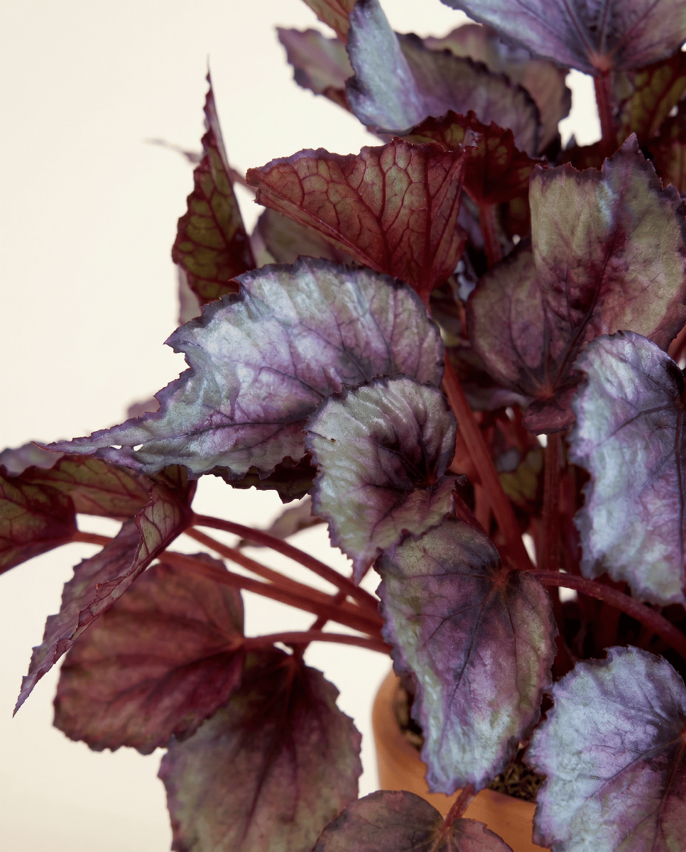 Begonia Bégonia Maori Haze