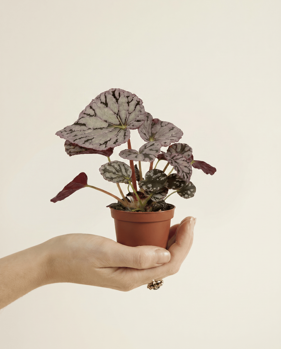 Baby Begonia Begonia a pois Rex Chayo